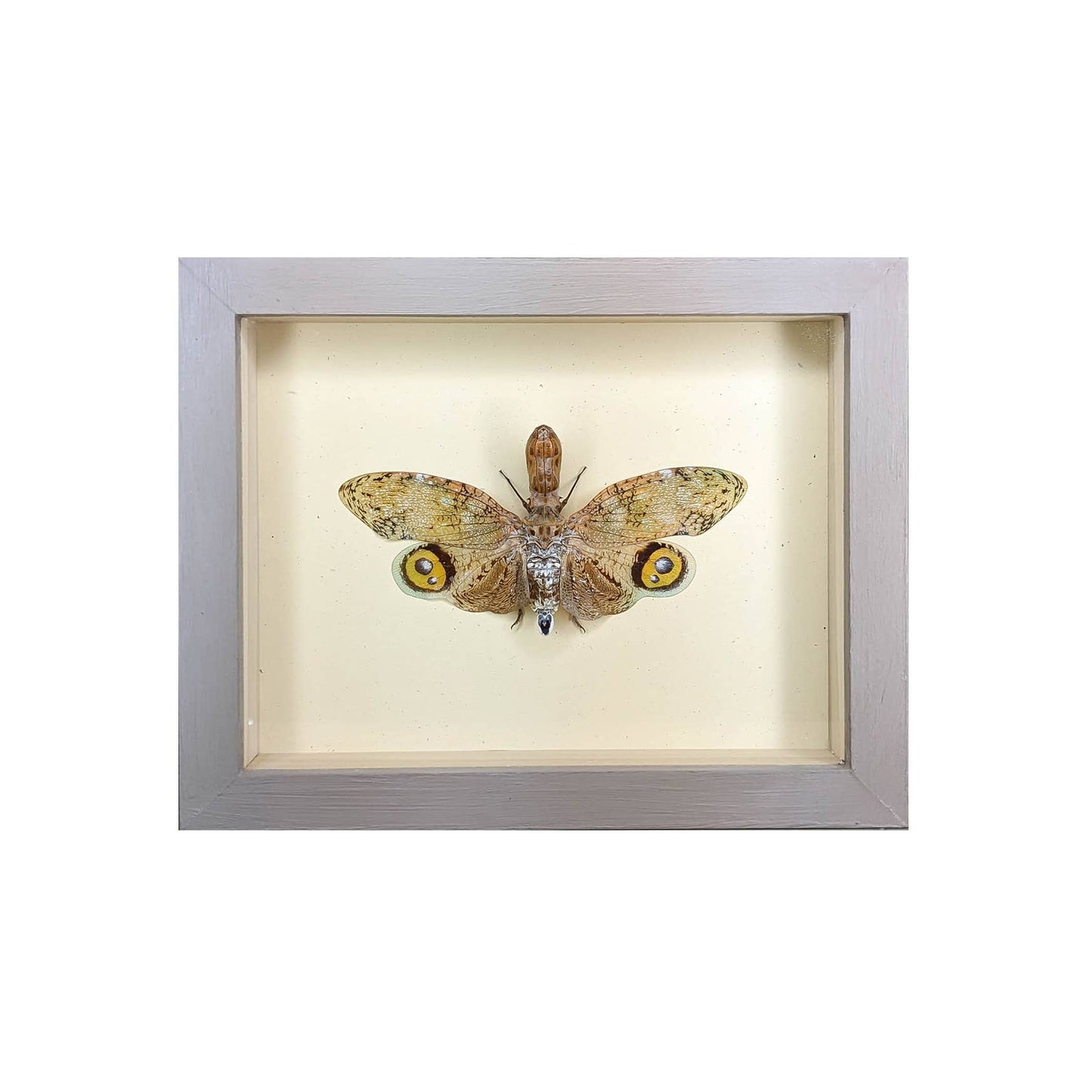 Peanut-Head Lanternfly Shadowbox - Black Frame