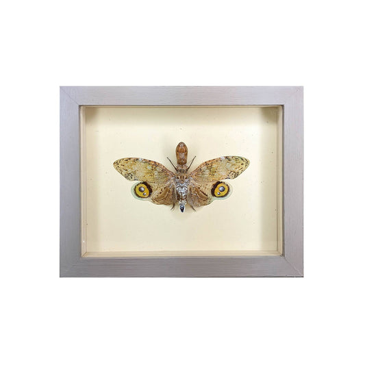 Peanut-Head Lanternfly Shadowbox - Black Frame