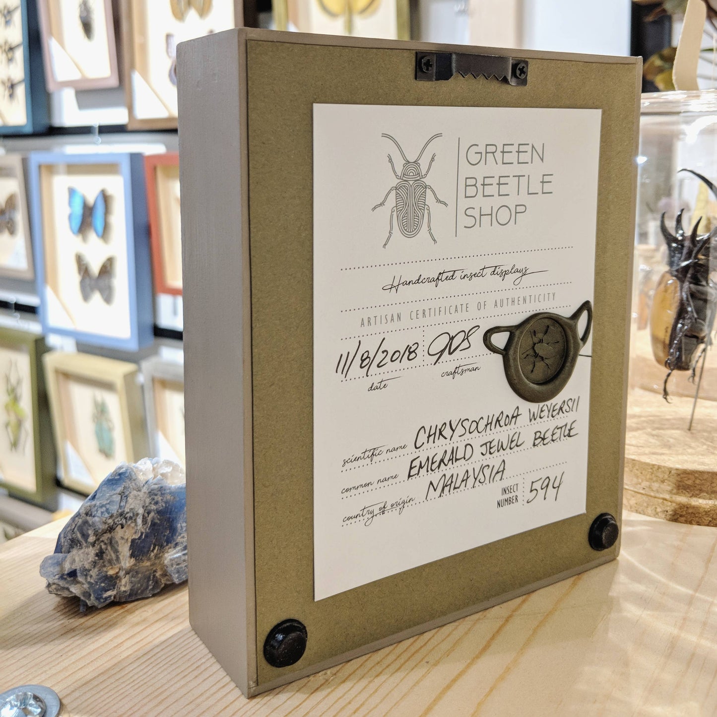 Oleander Hawkmoth Shadowbox - Black Frame