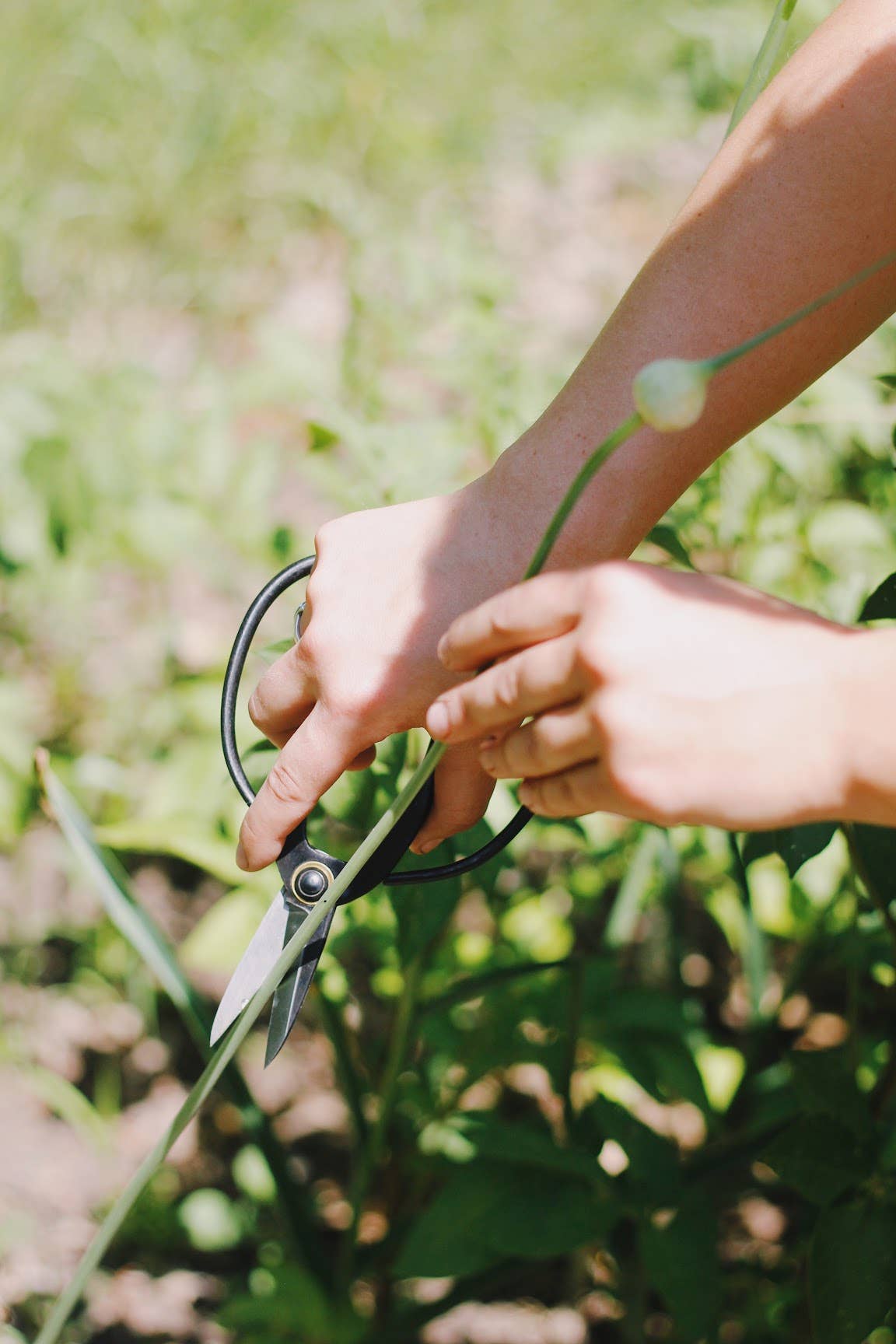 Higurashi Bonsai Scissors