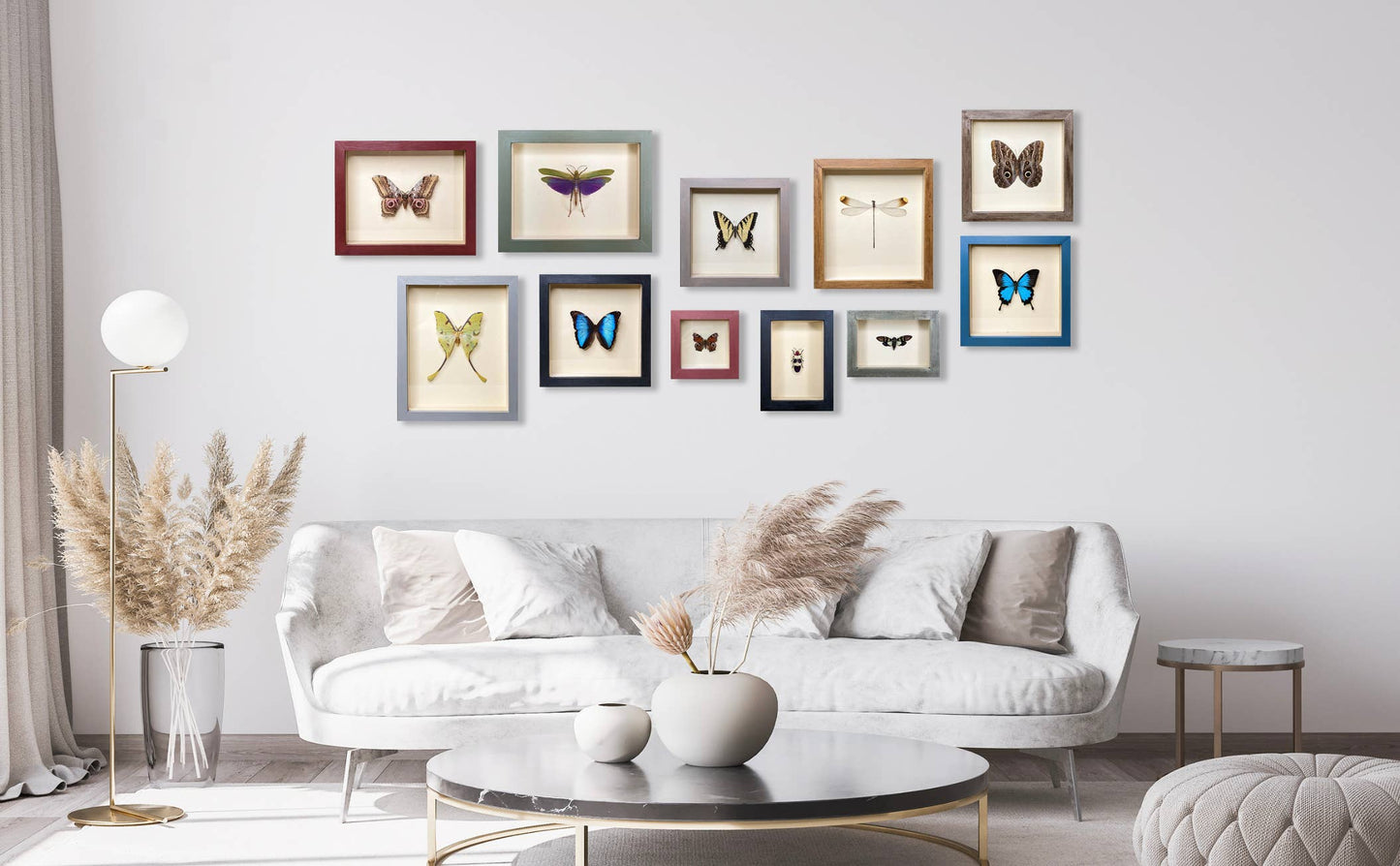 Oleander Hawkmoth Shadowbox - Black Frame