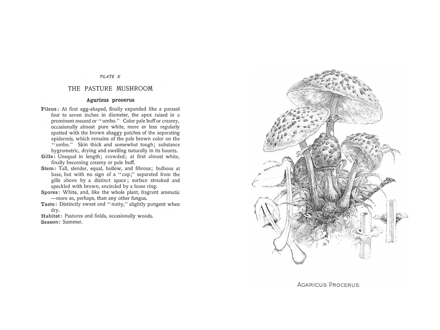 Edible Toadstools and Mushrooms & How To Distinguish Them