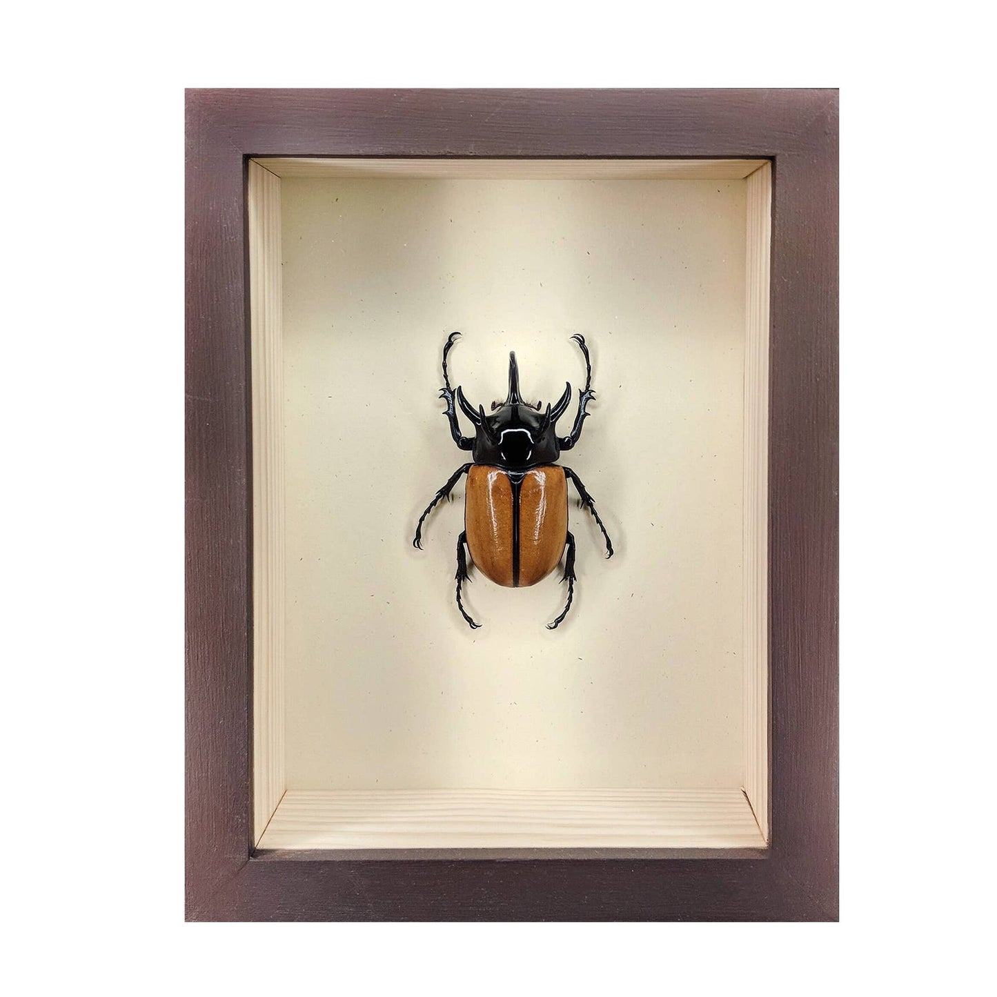 5-Horn Rhino Beetle Deep Shadowbox: Black