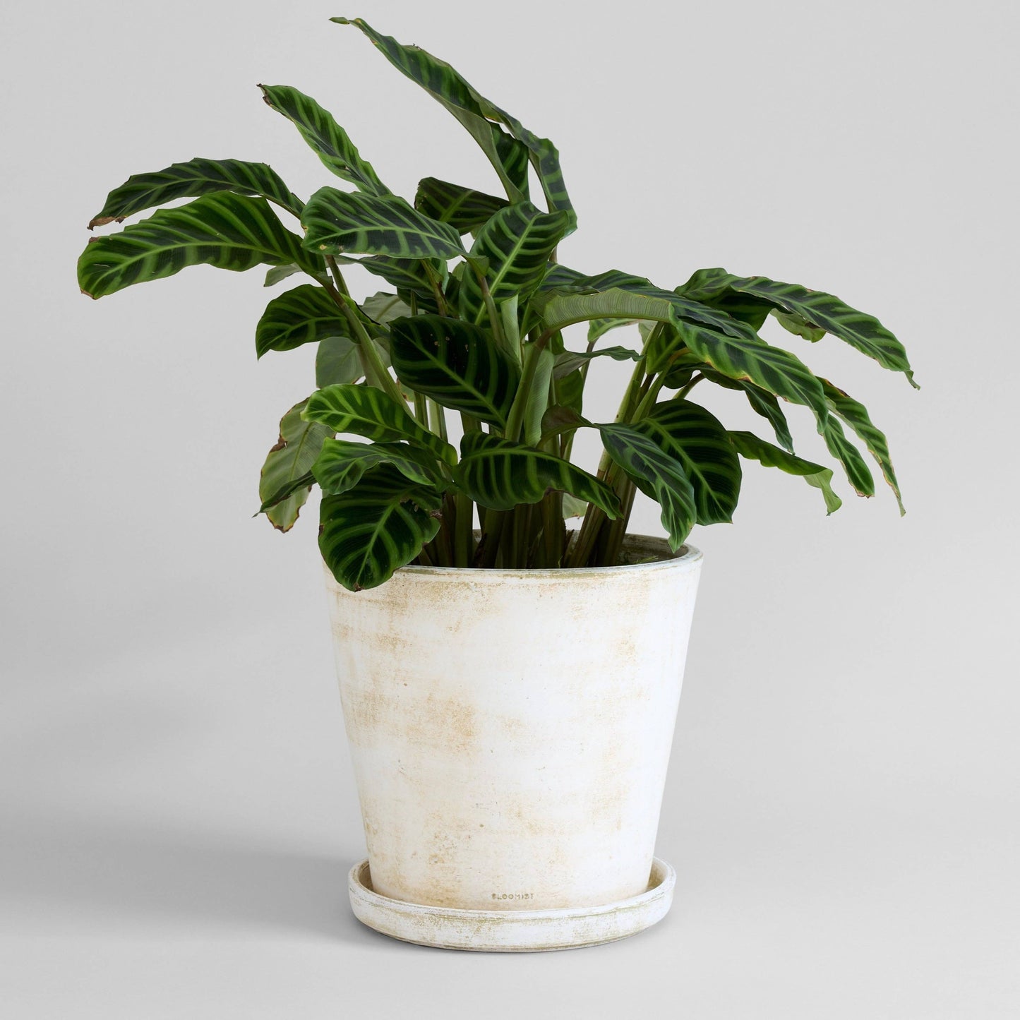 Basic Planter - White Patina