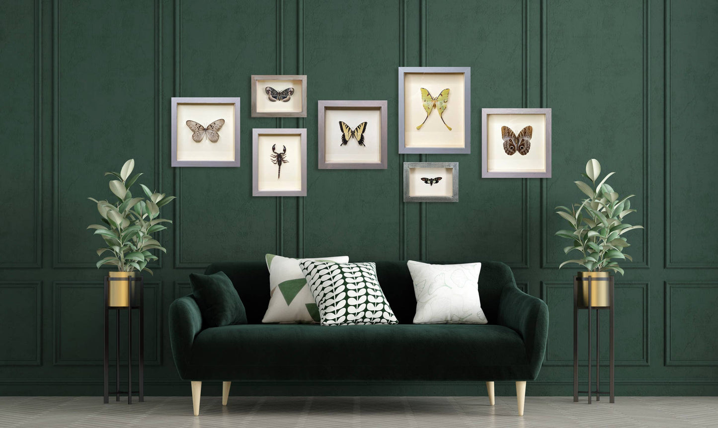Oleander Hawkmoth Shadowbox - Black Frame