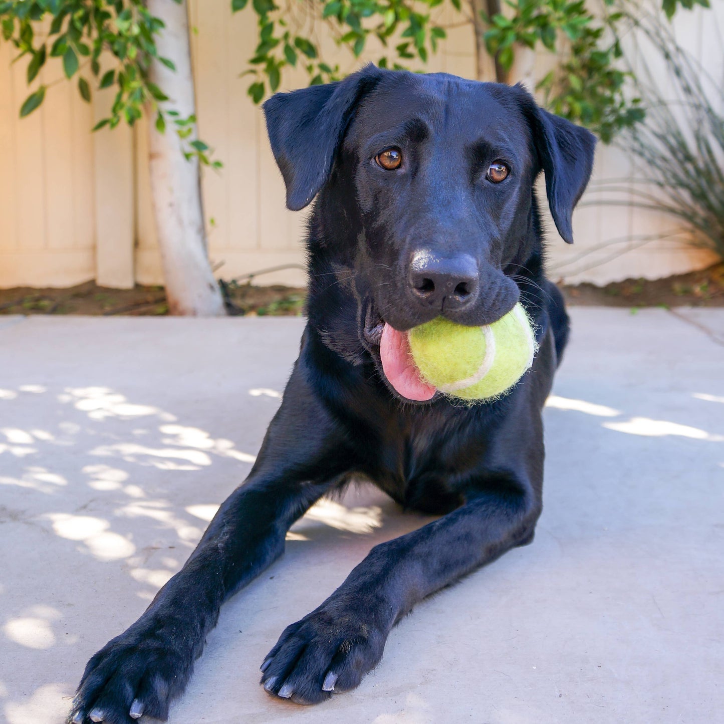 Tennis Ball Dog Toy - Felted Wool - No Squeaker - Single Ball