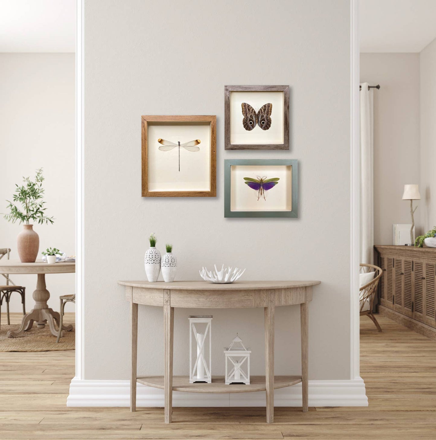 Sunset Moth Shadowbox (Verso Mount) - Black Frame
