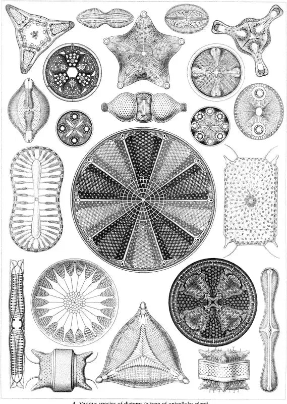 Ernst Haeckel: Art Forms in Nature Coloring Book - Hardcover