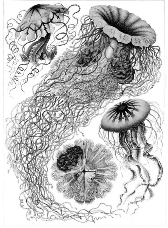 Ernst Haeckel: Art Forms in Nature Coloring Book - Hardcover