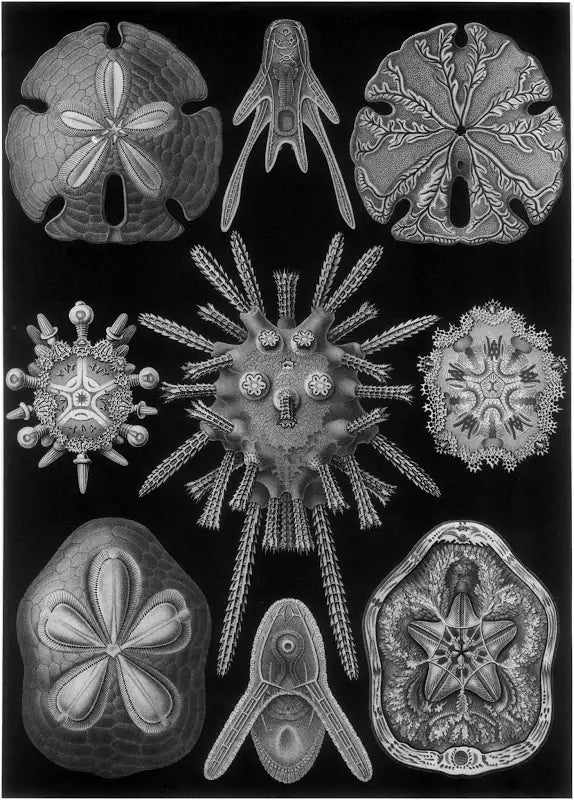 Ernst Haeckel: Art Forms in Nature Coloring Book - Hardcover