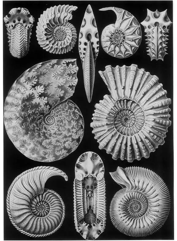 Ernst Haeckel: Art Forms in Nature Coloring Book - Hardcover