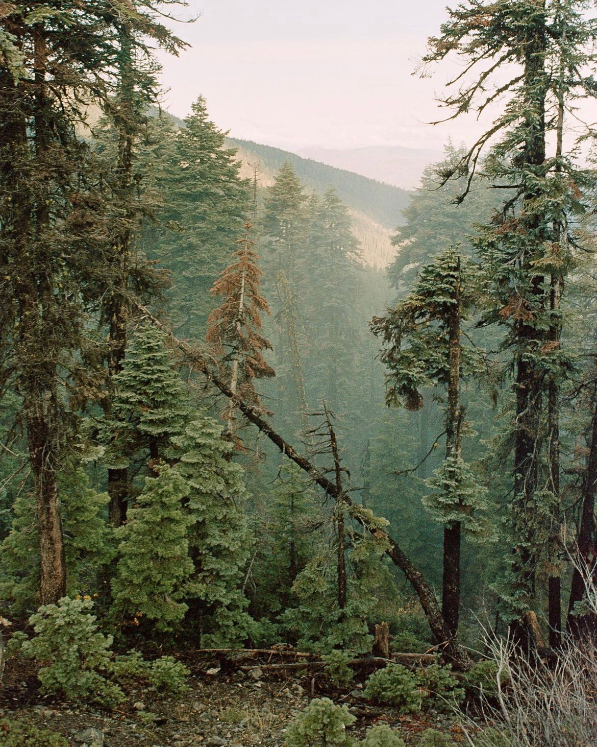Pacific Crest Trail Greeting Card