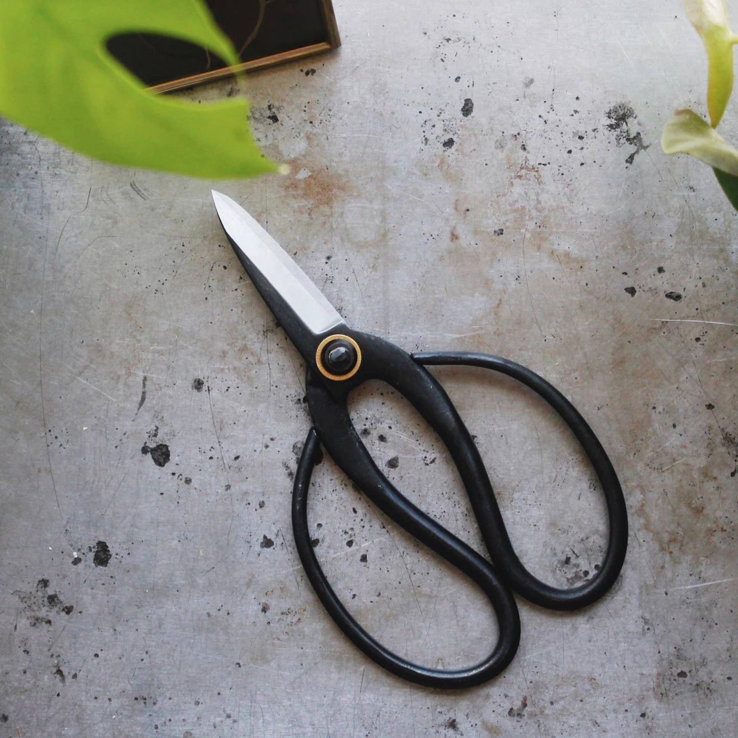 Japanese bonsai shears for indoor or outdoor gardening and pruning.