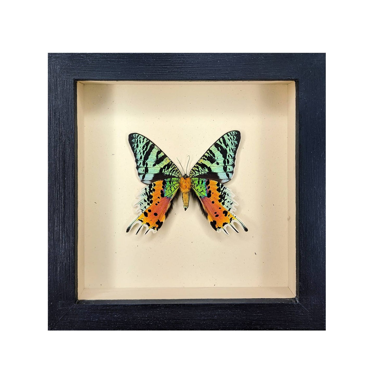 Sunset Moth Shadowbox (Verso Mount) - Black Frame