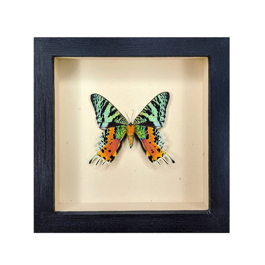 Sunset Moth Shadowbox (Verso Mount) - Black Frame