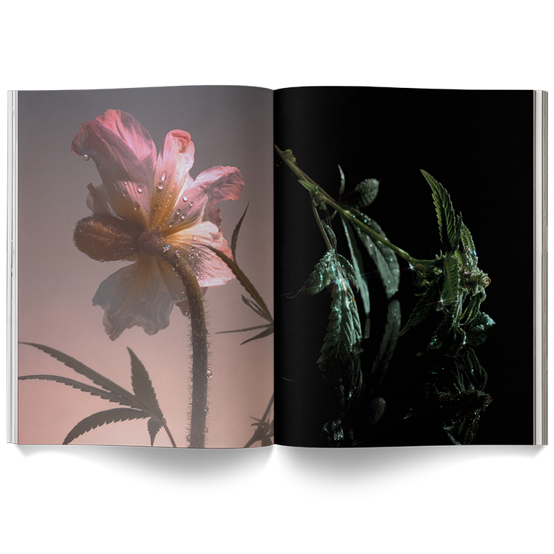 A Weed is a Flower Book