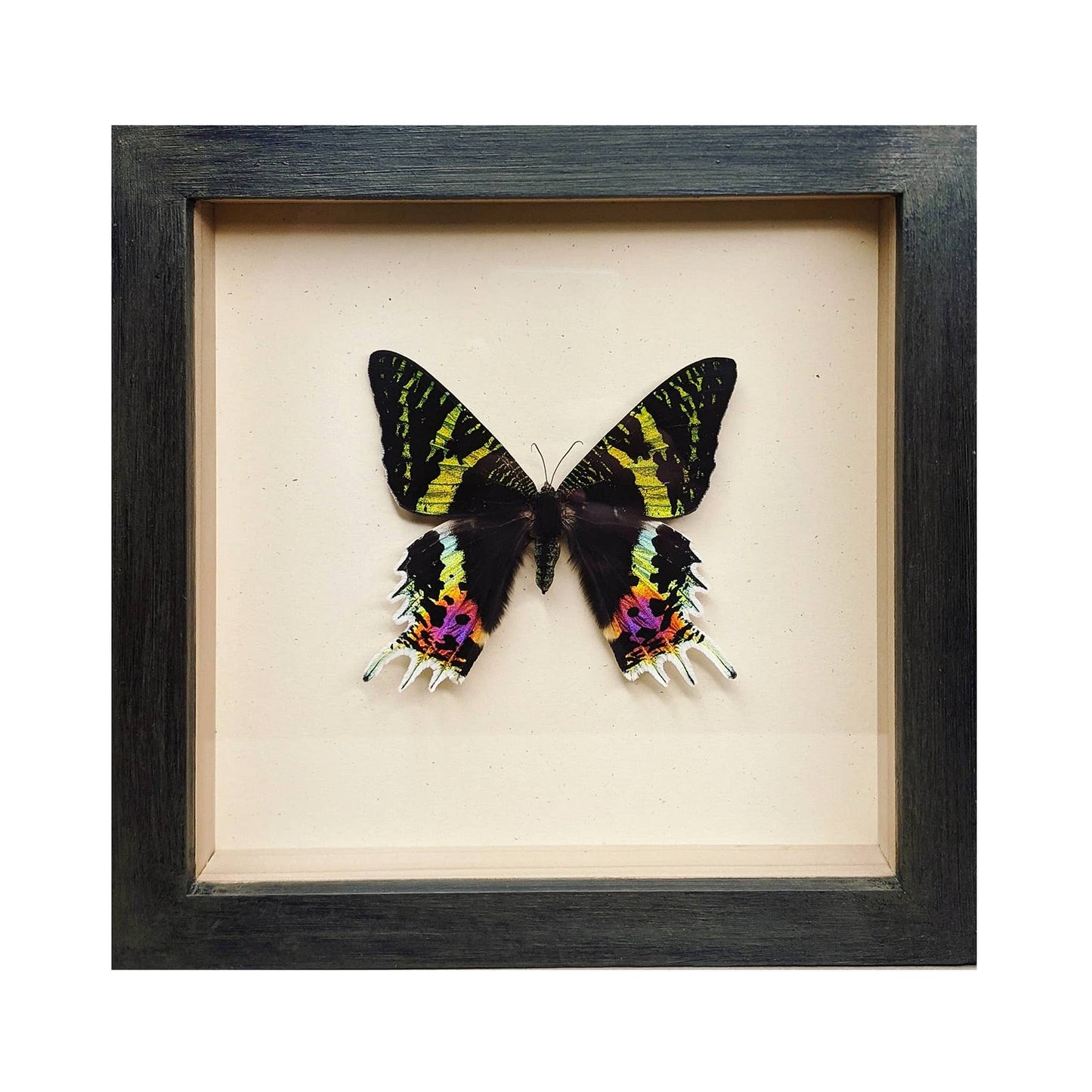 Sunset Moth Shadowbox - Black Frame