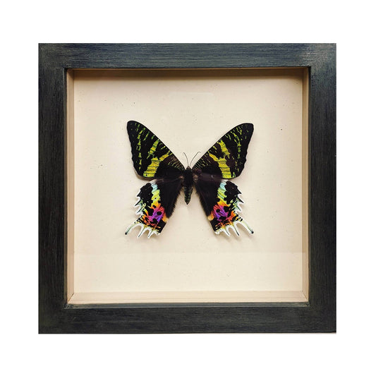 Sunset Moth Shadowbox - Black Frame