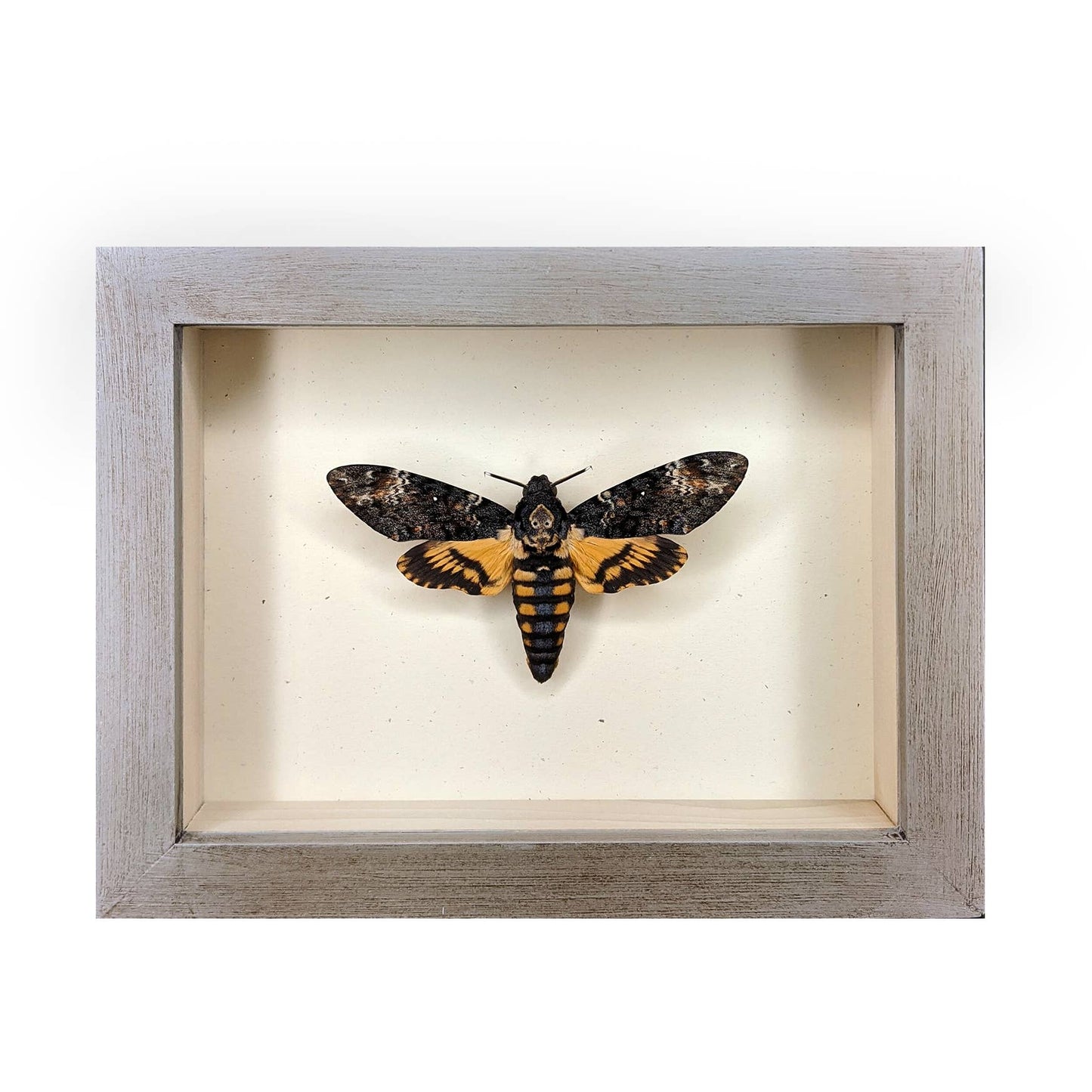 Death's-Head Hawkmoth Shadowbox - Black Frame