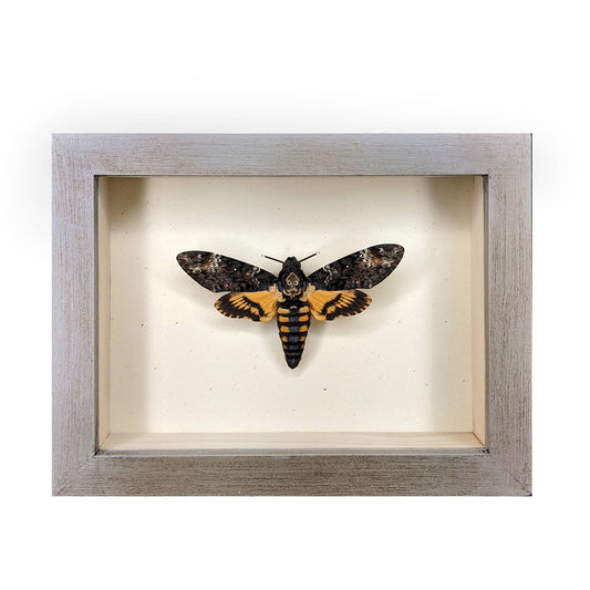 Death's-Head Hawkmoth Shadowbox - Black Frame