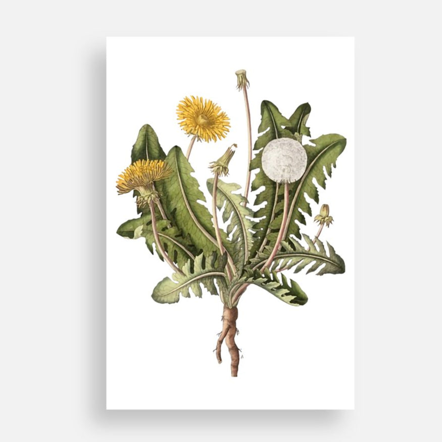 Dandelion Postcard or Mini Print (4x6)