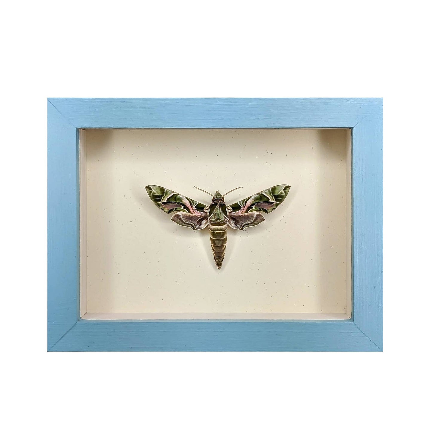 Oleander Hawkmoth Shadowbox - Black Frame