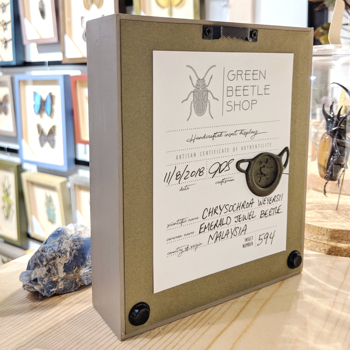 Death's-Head Hawkmoth Shadowbox - Black Frame