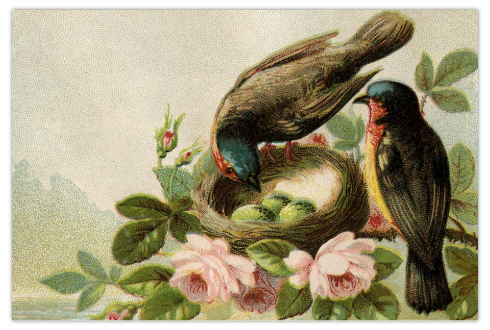 Nesting Birds Postcard or Mini Print (4x6)