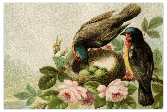 Nesting Birds Postcard or Mini Print (4x6)