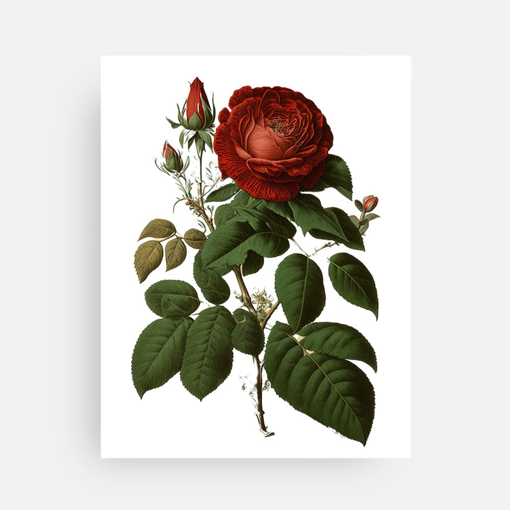 Red Rose Postcard or Mini Print (4x5.5)