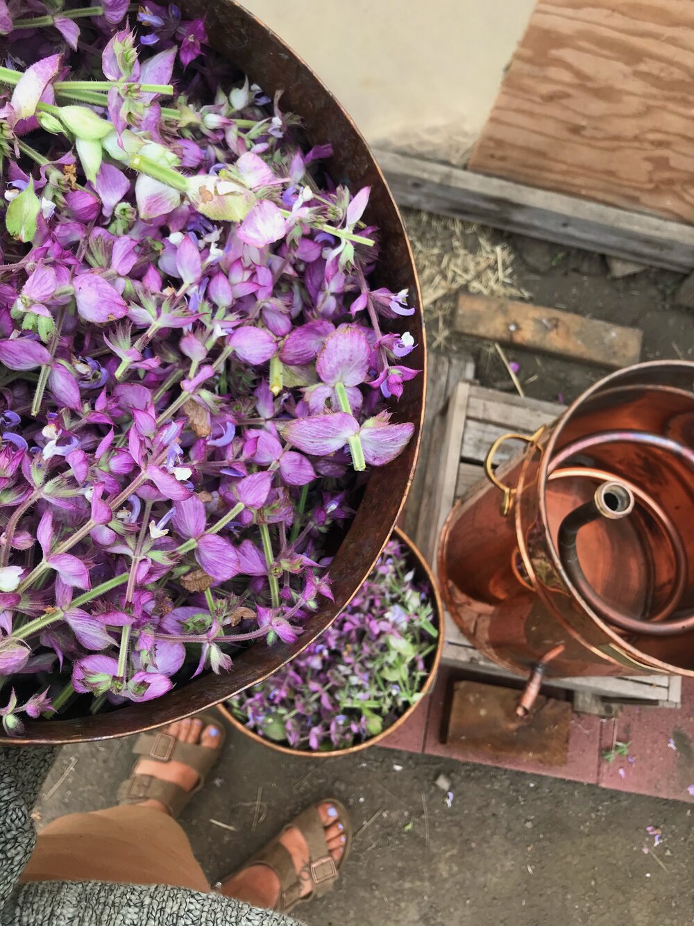 Clary Sage Hydrosol