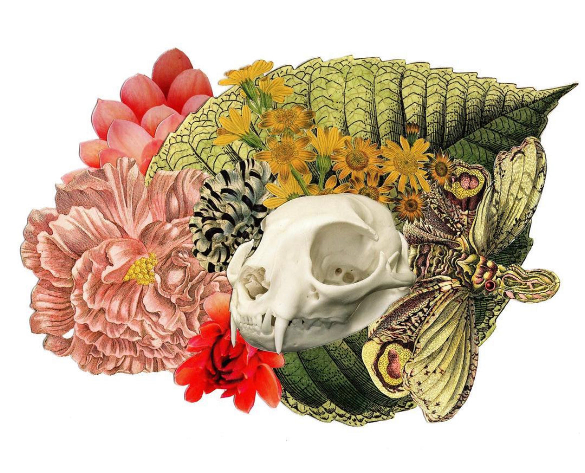 "Cat Skull Garden" Mini Art Print or Postcard - Original Art by Tamara Cervenka