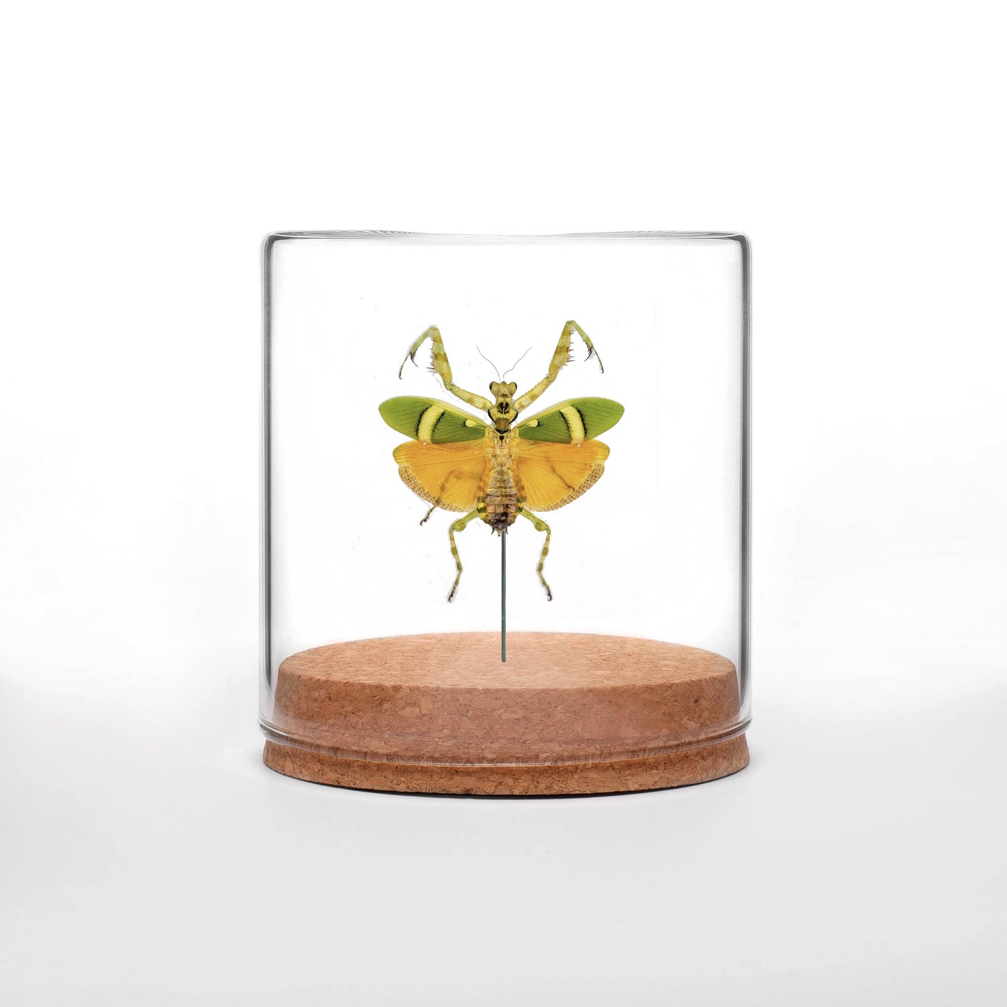 Flower Mantis Globe: Circular