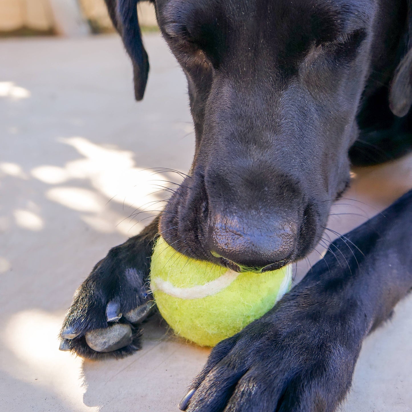 Tennis Ball Dog Toy - Felted Wool - No Squeaker - Single Ball