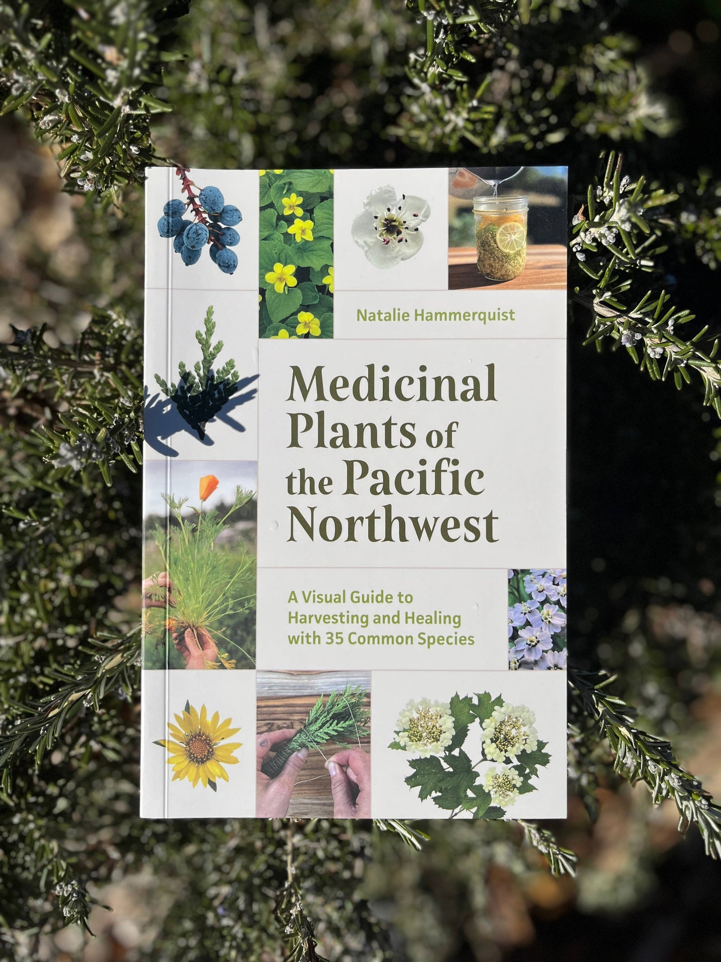 Medicinal Plants of the Pacific Northwest