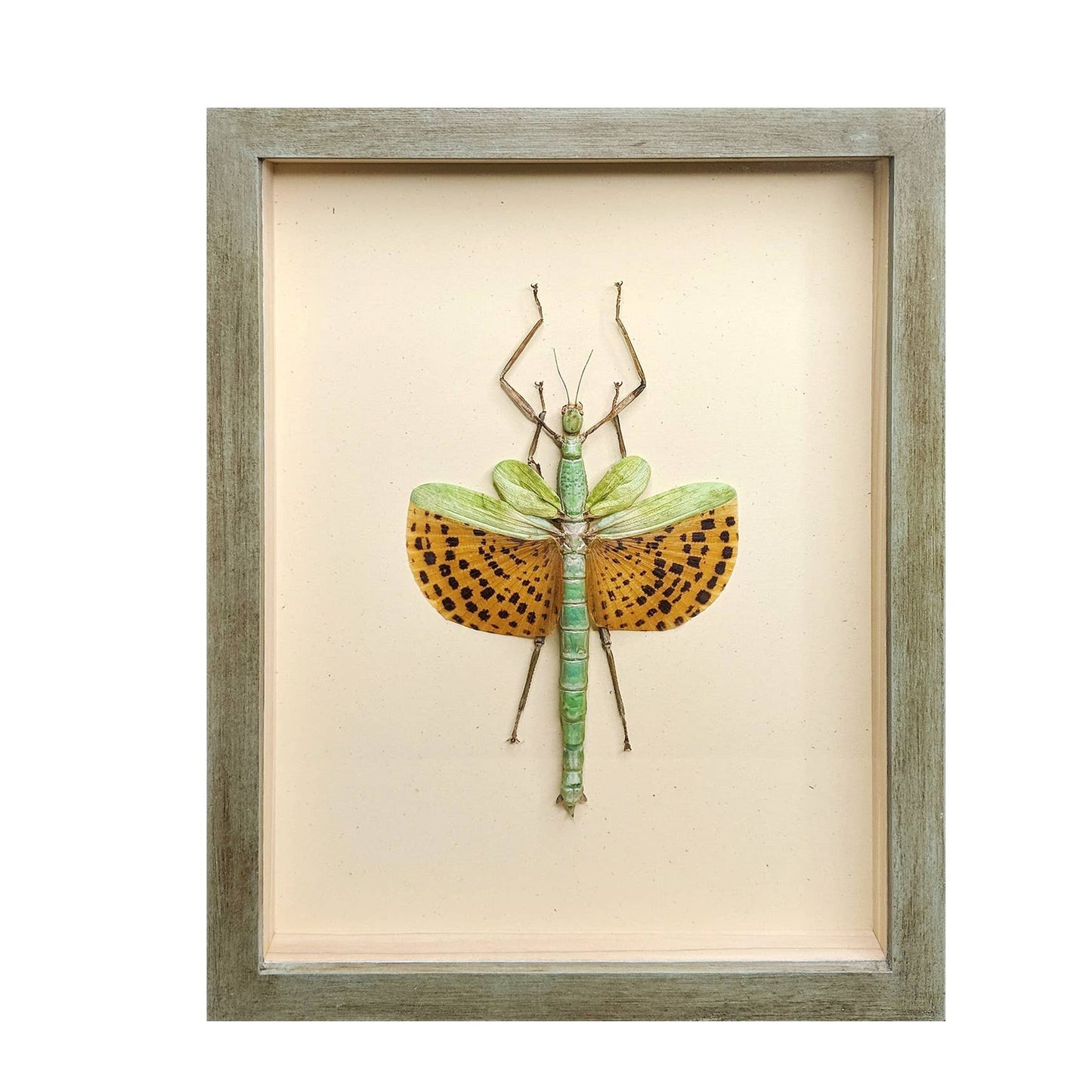 Giant Spotted Stick Insect Shadowbox: Black Frame