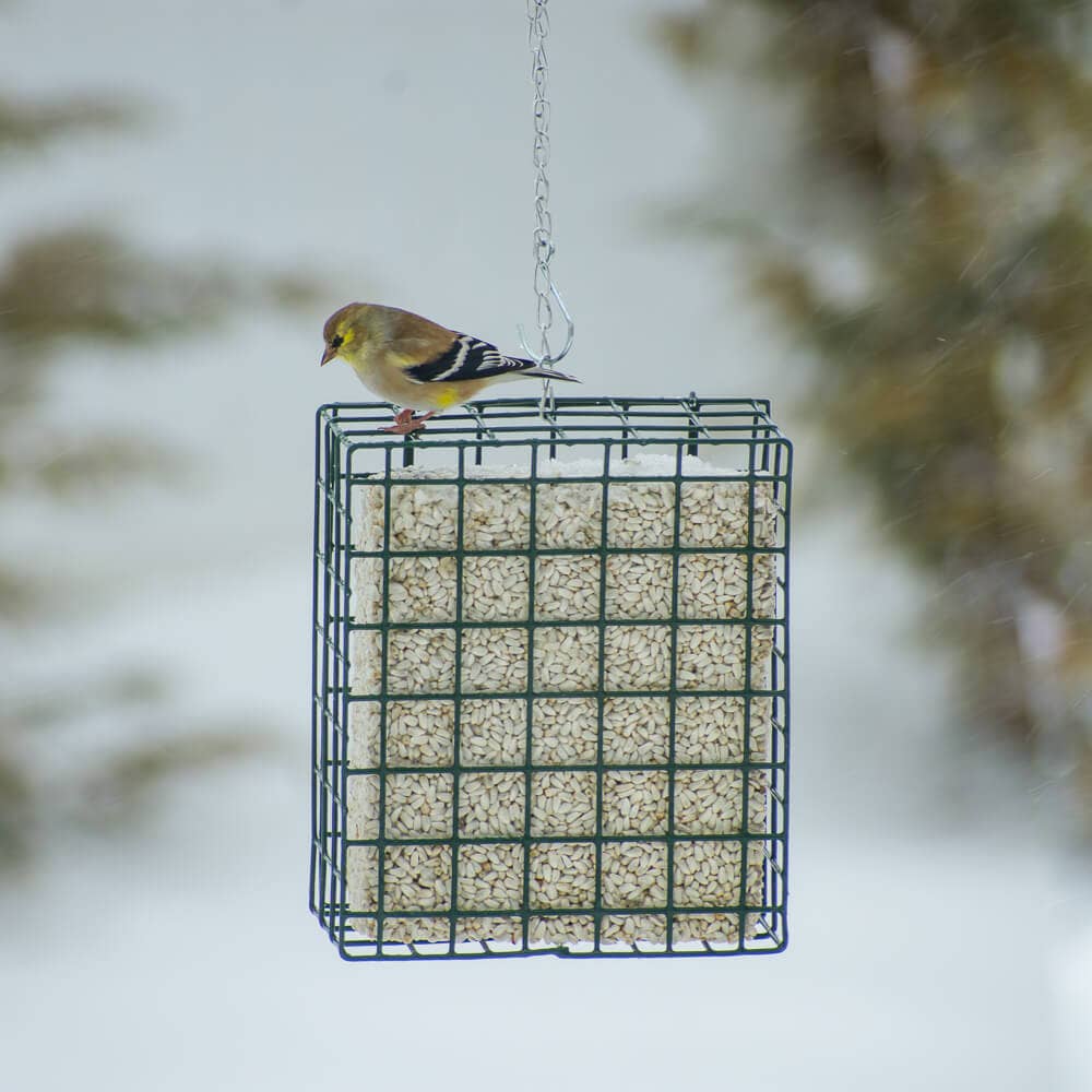 NeatFeeder: Small Bird Feeder Cage