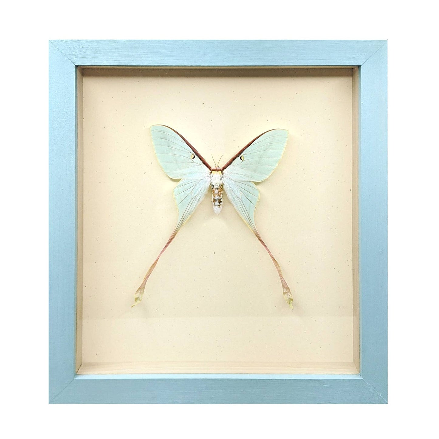 Luna Moth Shadowbox: Black