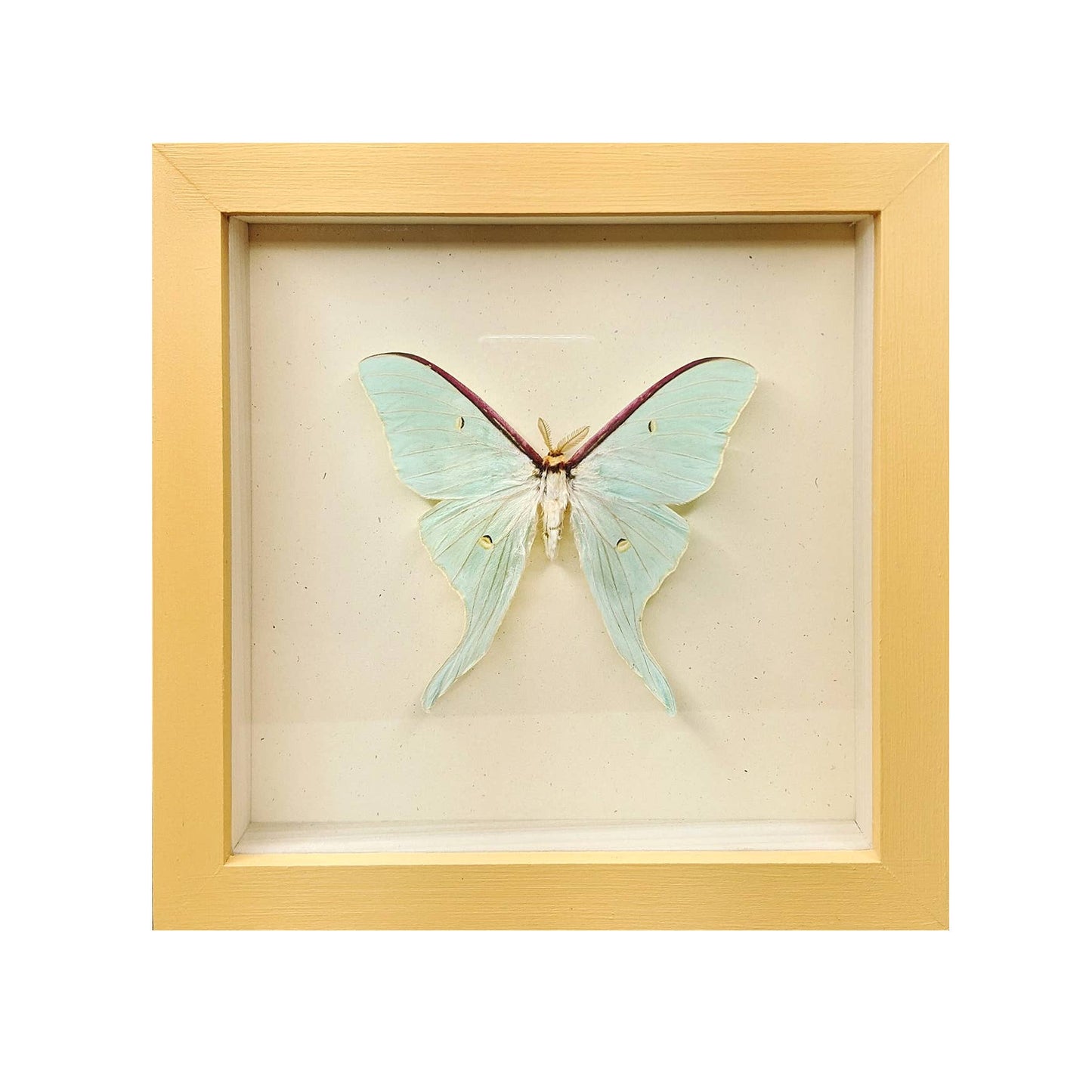 Luna Moth Shadowbox: Black