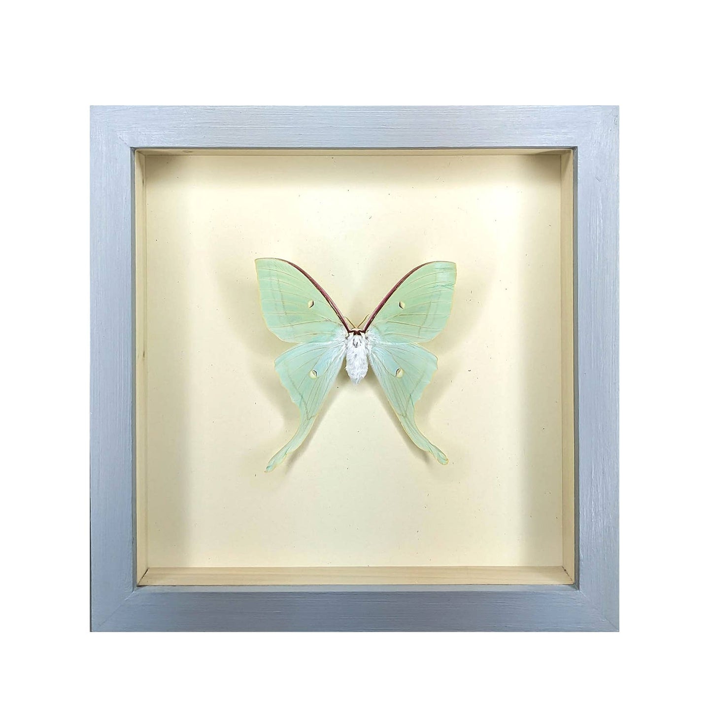 Luna Moth Shadowbox: Black