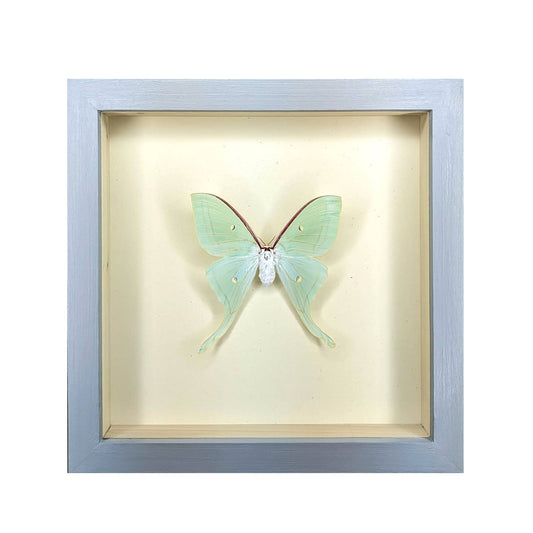 Luna Moth Shadowbox: Black