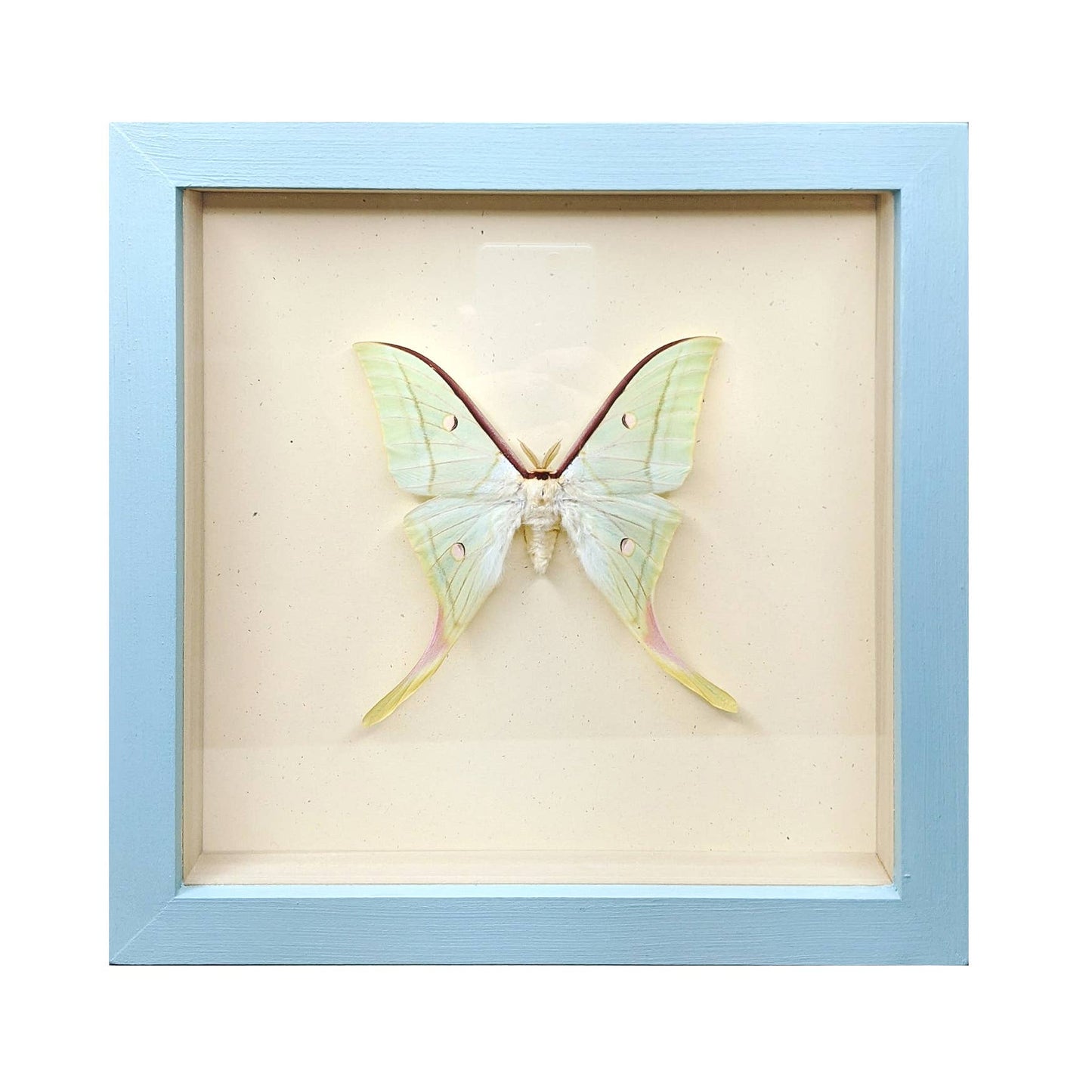 Luna Moth Shadowbox: Black