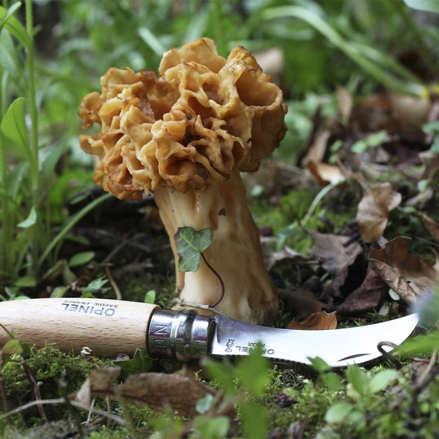 N°8 Mushroom Foraging Knife - Opinel