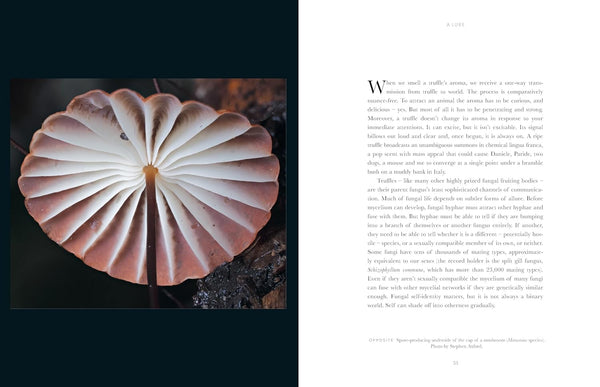 Entangled Life: The Illustrated Edition - How Fungi Make Our Worlds