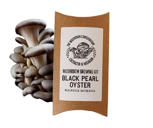 Black Pearl Oyster Mushroom Kit