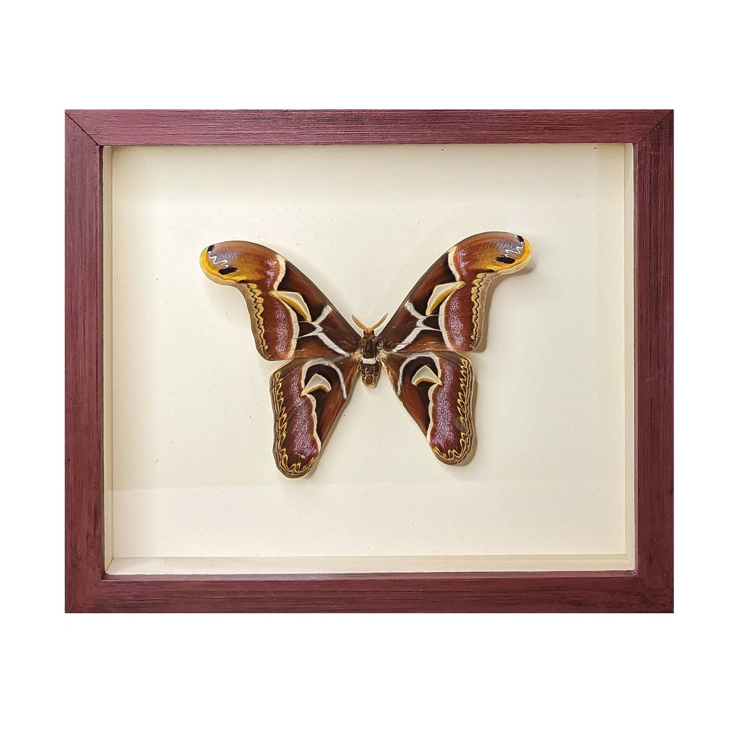 Giant Atlas Moth Shadowbox: Black Frame