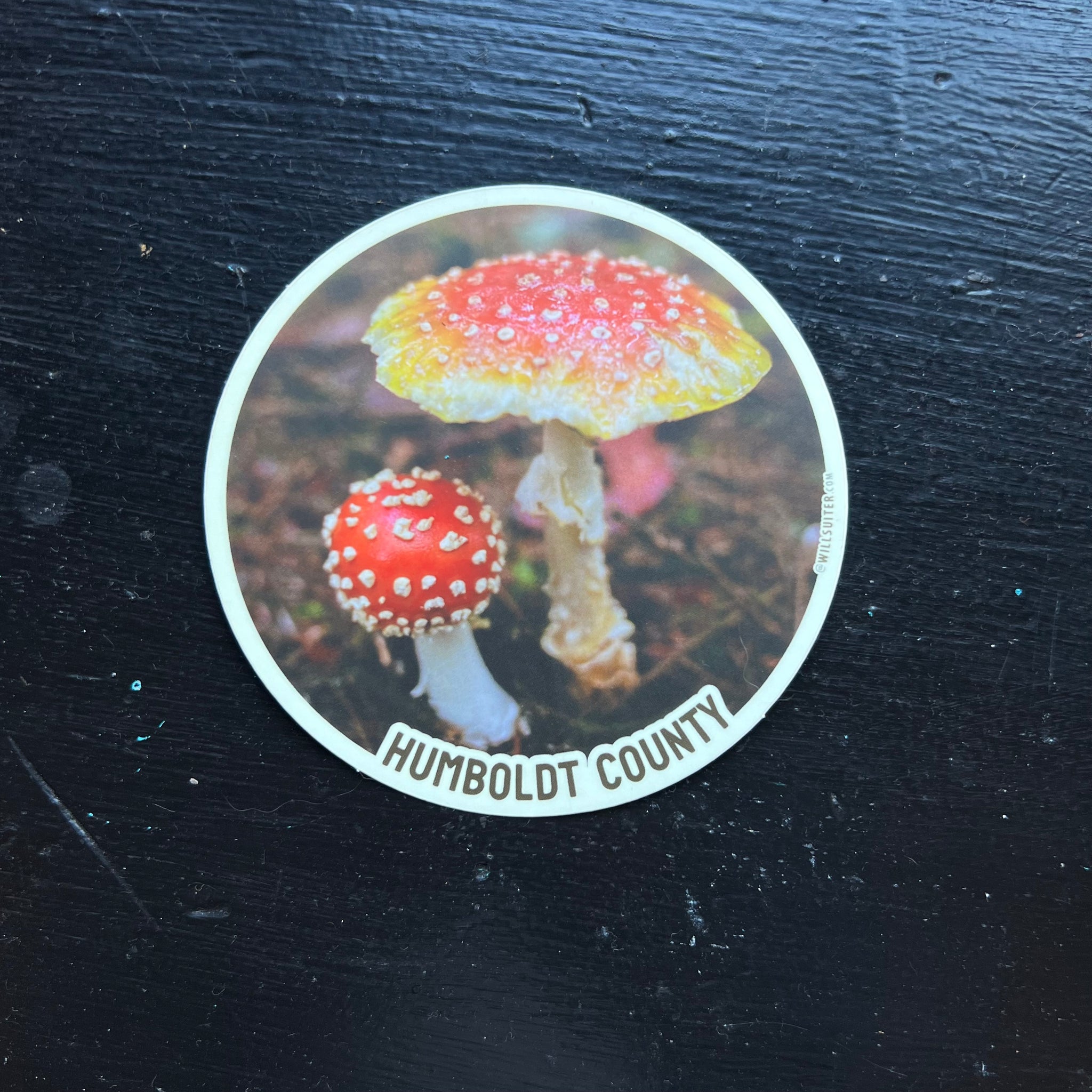 Amanita Muscaria Mushroom - Humboldt County 4x4 Inch Round Sticker