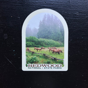 Redwood National State Park - 3.75x5 Inch Sticker