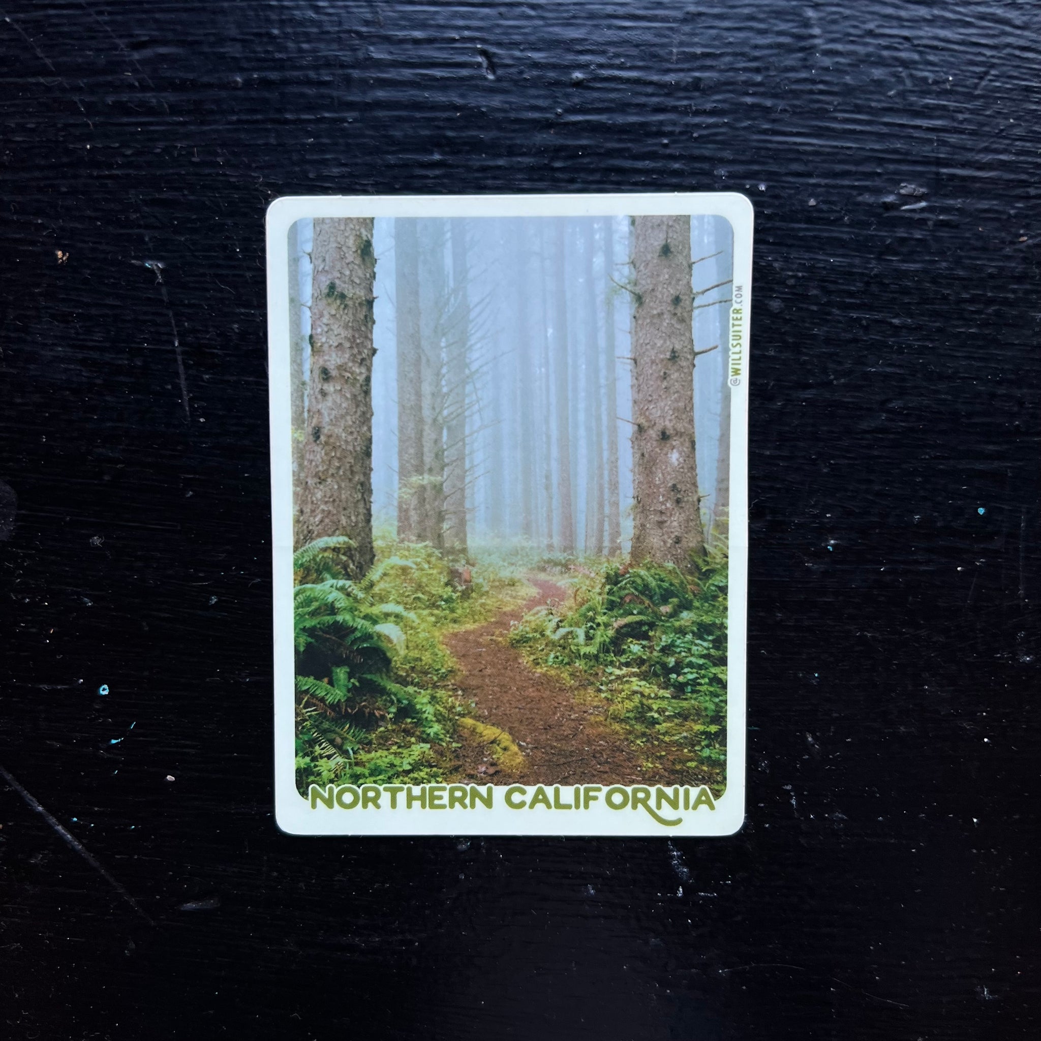 Coastal Spruce Forest - Northern California 3x4 Inch Sticker