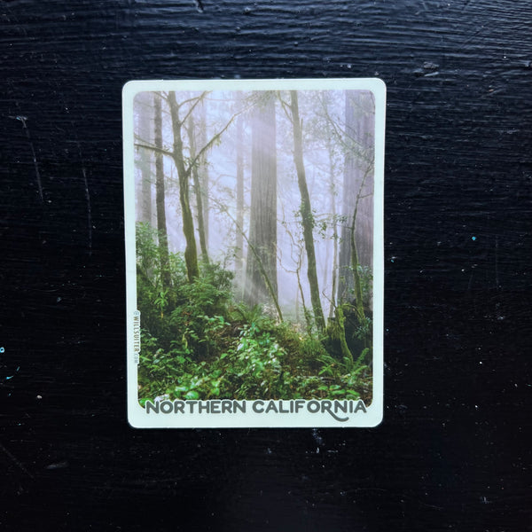 Redwood Forest Morning - Northern California 3x4 Inch Sticker
